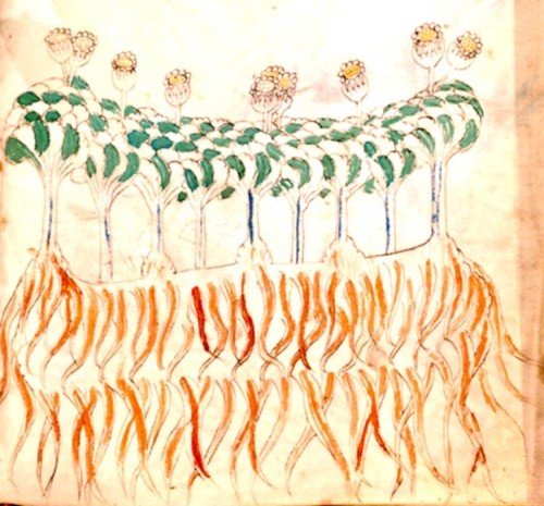 月の満ち欠けと微生物の運動 ( Phases of the moon and Microbial movement )