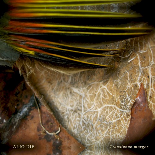 Transience Merger