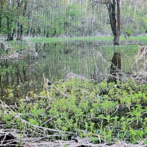 Rainy Swamp