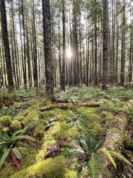 Deep Forest Songs(DEMO)