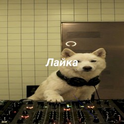 лайка