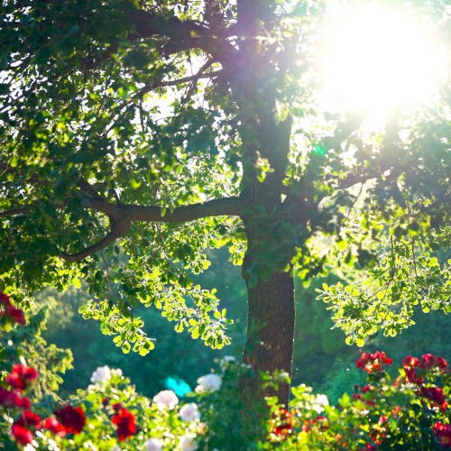 Provence (improvised – with intro)