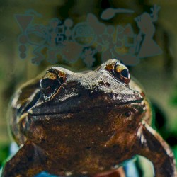 Every Day Is Frog Day