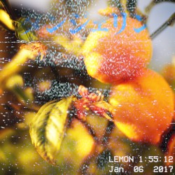 🍋
