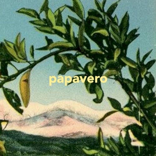 Papavero