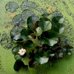 Waterlilies