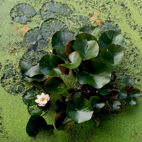 Waterlilies