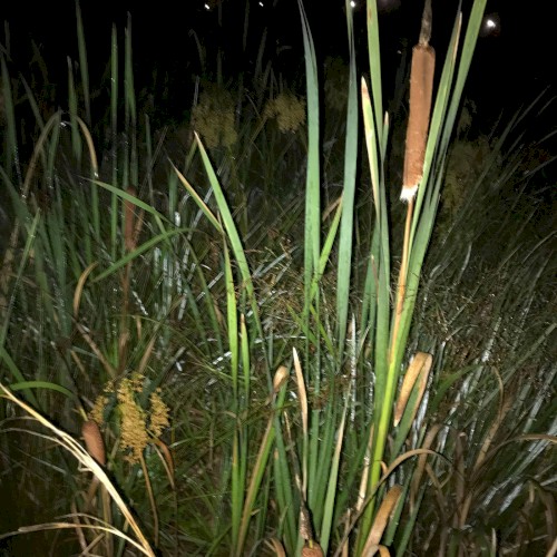 The Haunted Froglands 5