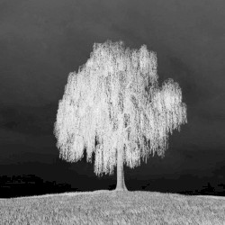 the weeping willow