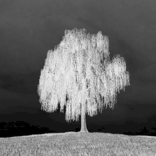 the weeping willow