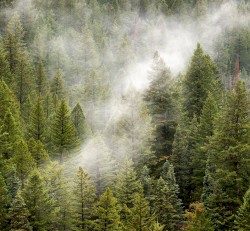 Forest Trees