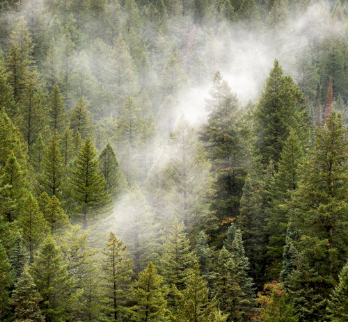 Forest Trees