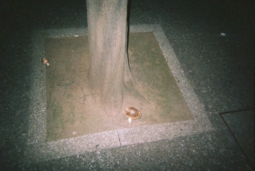 kinonekko