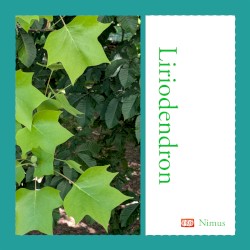 Liriodendron