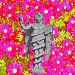 Pink Flowers