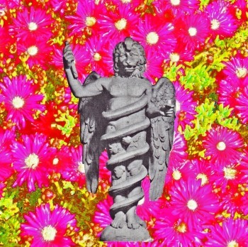 Pink Flowers