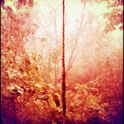 Enchanted Hallways