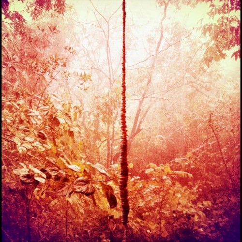 Enchanted Hallways