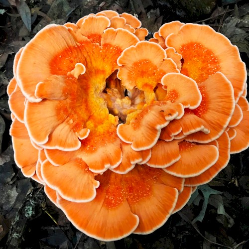 Bright Orange Fungus
