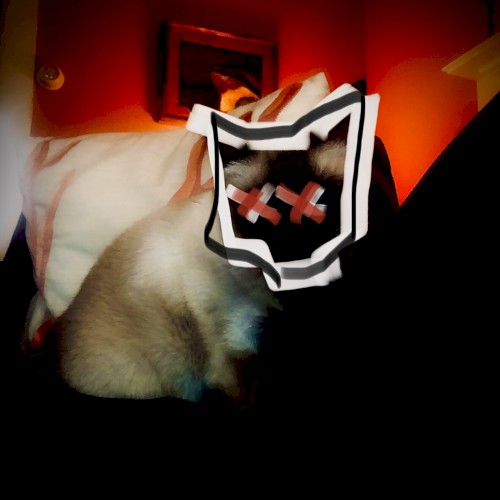 Them Kitty Bones