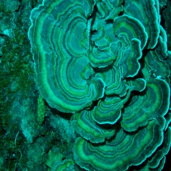 terra incognita