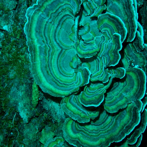 terra incognita
