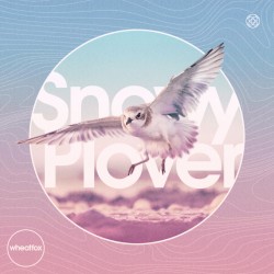 Snowy Plover