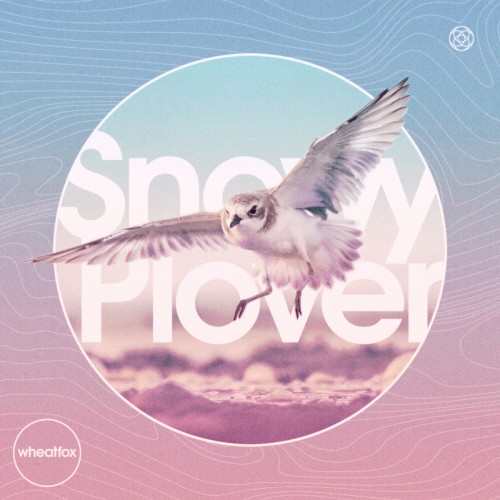 Snowy Plover