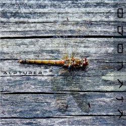 Odonata