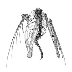 Heterocetera