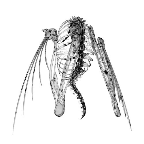 Heterocetera