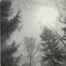 Mein Freund der Baum