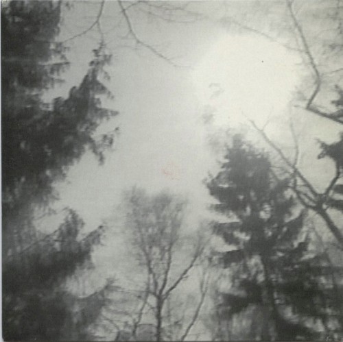 Mein Freund der Baum