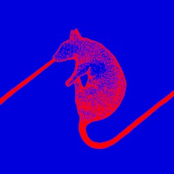 Rats Don’t Eat Synthesizers