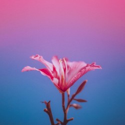 Just Like Spring