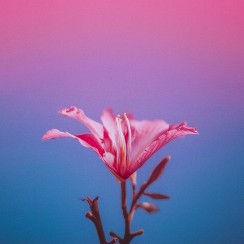 Just Like Spring