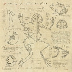 Anatomy of a Twinkle Toad