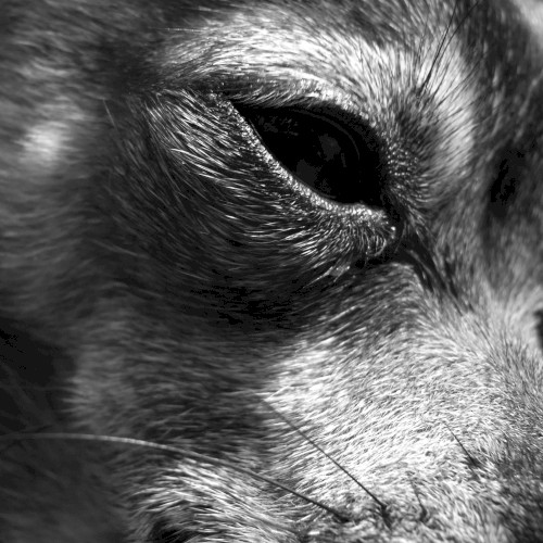 Animality