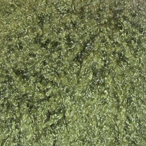 music for crowd noise 2025