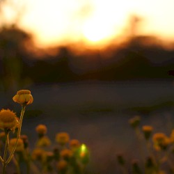 twilight