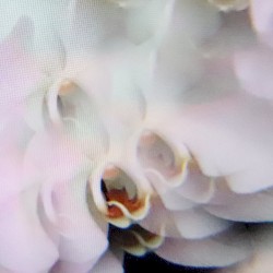 In‐Visible‐Distance