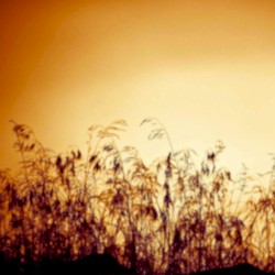 Horizons