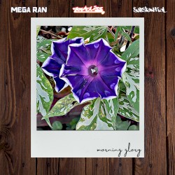 Morning Glory