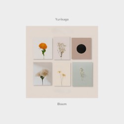 Bloom
