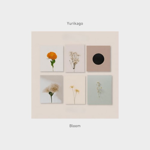 Bloom