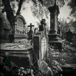 Shallow Grave