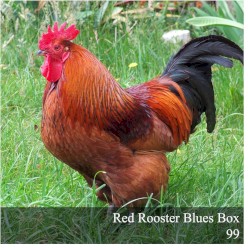Red Rooster Blues Box 99