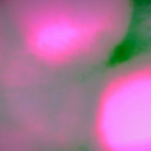 Planet Stories