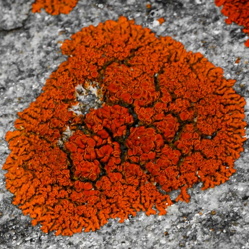 Lichen