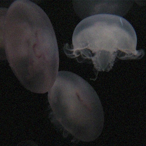 indeterminate dreams mix